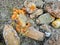 Pile of rotten papaya fruit on the ground