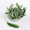 Pile of sage leaves in glass bowl and lone leaf beside