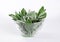 Pile of sage leaves in round glass bowl