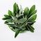 Pile of sage leaves in transparent glass bowl