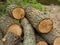 Pile sawed firewood