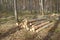 A pile of sawed pine logs in the forest.