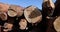 a pile of sawn wood after deforestation, harvesting of wood