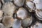 Pile of scallop shells on Cape Cod