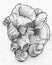 Pile of sea shells - pencil sketch