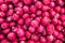 Pile of shapely pink and red radishes