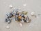 Pile of shells on a beach along the North Sea