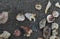 A pile of shells on a beach near the Gulf of Mexico