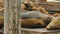 Pile of Sleepy Sea Lions on a Dock, Pier 39, San Francisco California, Close Up