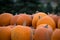 Pile of Smooth Orange Pumpkins with Green Background