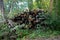 Pile stack of wood logs in forest deforestation logging. Log trunks pile, the logging timber forest wood industry. Woodpile.