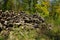 Pile stack of wood logs in forest deforestation logging. Log trunks pile, the logging timber forest wood industry. Woodpile.