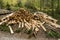 Pile of stacked firewood in a forest. Forestry works, no people