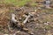 A pile of stacked firewood, prepared for heating the house,