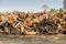 A pile of stacked firewood, prepared for heating the house, Firewood harvested for heating in winter, Chopped firewood on a stack,