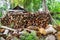 A pile of stacked firewood, prepared for heating the house, Firewood harvested for heating in winter, Chopped firewood on a stack,