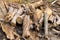 A pile of stacked firewood, prepared for heating the house, Firewood harvested for heating in winter, Chopped firewood on a stack,