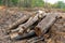 A pile of stacked firewood, prepared for heating the house, Firewood harvested for heating in winter, Chopped firewood on a stack,