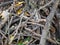 Pile of Sticks and dry twigs,Stack of tree branches for fire