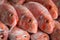 Pile of striped red mullet in a fish market, closeup