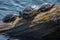 Pile of striped turtles laying on a waterlogged tree trunk