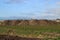 Pile of sugar beets drying in the autumn sun on farm in Moerkapelle in the Netherlands.