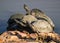 Pile of terrapins on a rock