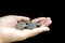 Pile of Thai coins on left Asian woman hand on black background, saving money concept