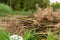 Pile of tobacco stalks that have been harvested