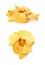 Pile of tortilla chips isolated