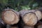 Pile of tree trunks with annual rings