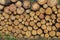 A pile of tree trunks recently cut down in a forest of Europe.