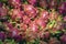 Pile of tropical exotic fruits pitaya, dragon fruit close-up