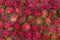 Pile of tropical rambutan fruits. Pink and spiky rambutan are piled on a table at a farmers market.