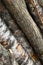 Pile of trunks bark stiff brown white birch aspen close-up base wooden logging