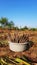 Pile of unprocessed pearl millet in a basket in Indian field while crop harvesting vertical photo