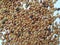 Pile of Urali Kalu or Horse Gram isolated on white background. Closeup of horse gram seeds which is used in cooking