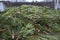 Pile of used Christmas trees prepared for recycling