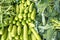 A pile of very delicious exotic vegetables, Zucchini, Broccoli and Grean Beans in a grocery.