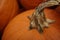 Pile of vibrant orange pumpkins, creating a festive autumnal display