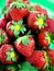 Pile of vibrant red, green, and glossy summery strawberries