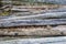 Pile of Weathered Log