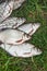 Pile of the white bream or silver fish and white-eye bream with