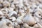 Pile of white garlic heads top view. Raw garlic background. Whole garlic heads, texture