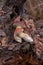 Pile of wild edible bay bolete known as imleria badia or boletus badius mushroom on old hemp in pine tree forest
