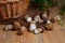 Pile of wild porcini mushrooms on wooden background at autumn season