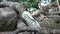 Pile of wood logs on the edge of the forest