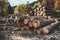 Pile of wood logs in a forest