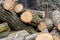 Pile of wood logs. Wooden energy industry concept. Stacked wood picture