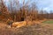 Pile of wood near forest. Evening at work in the forest. Preparing firewood for winter. Climate change. Ecological fuel